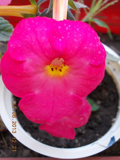 12 august 2013-flori 204