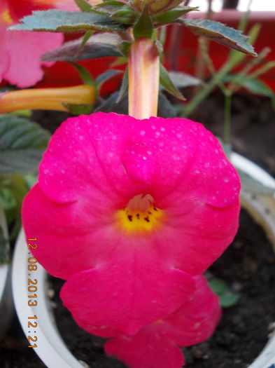 12 august 2013-flori 207