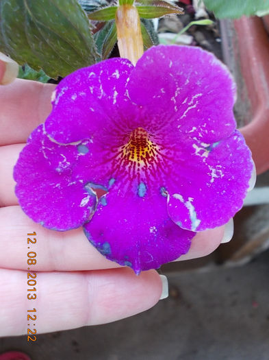 12 august 2013-flori 208