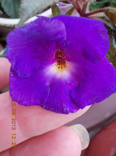 12 august 2013-flori 211