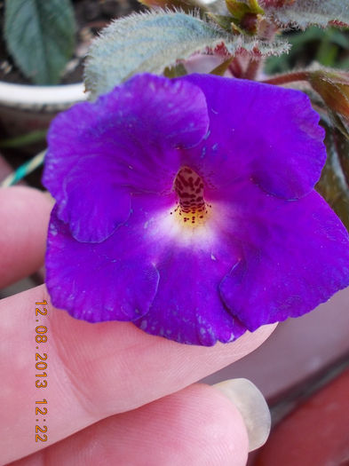 12 august 2013-flori 212