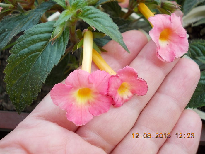 12 august 2013-flori 214