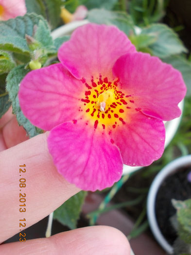 12 august 2013-flori 217