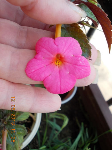 roz-charm ? - achimenes