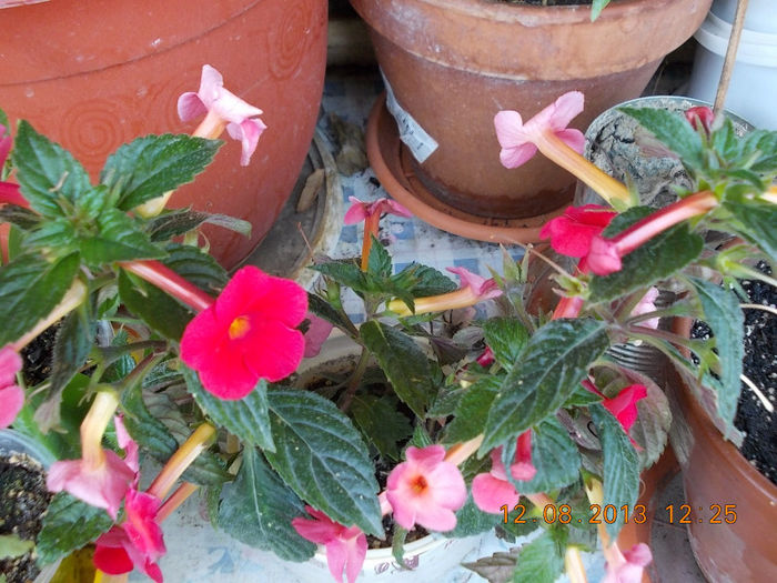 12 august 2013-flori 227