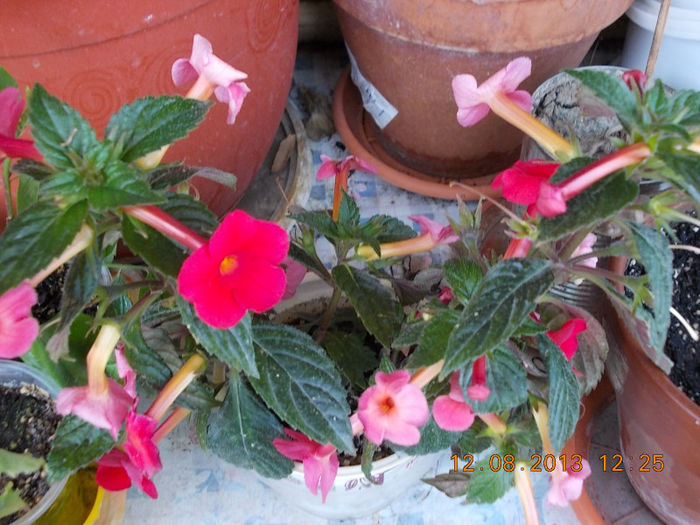 12 august 2013-flori 229