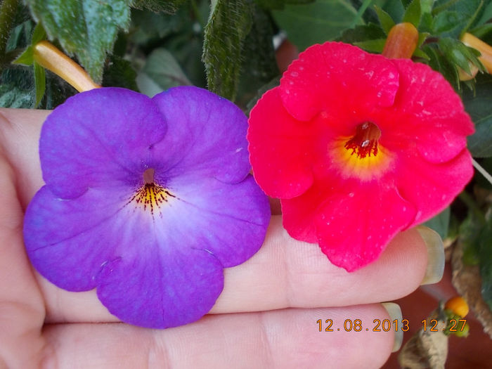 mov fl mica+flamenco - achimenes