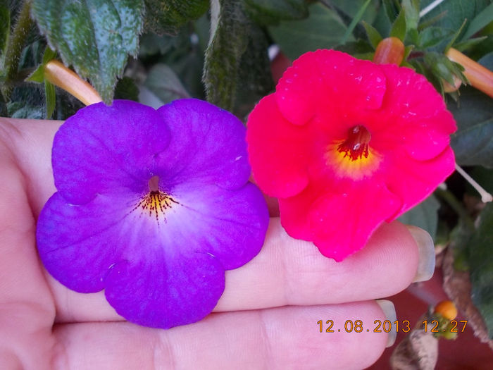 12 august 2013-flori 238 - achimenes