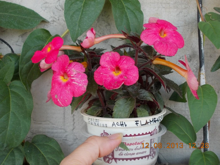 12 august 2013-flori 239 - achimenes