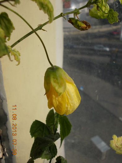abutilon galben