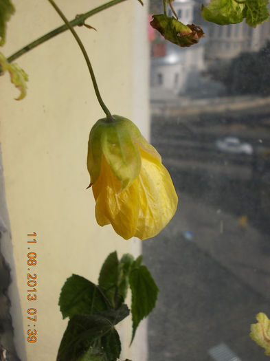 12 august 2013-flori 093