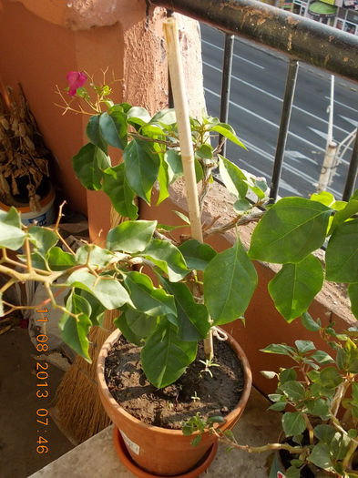 12 august 2013-flori 145 - bougainvillea