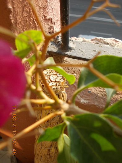 12 august 2013-flori 147