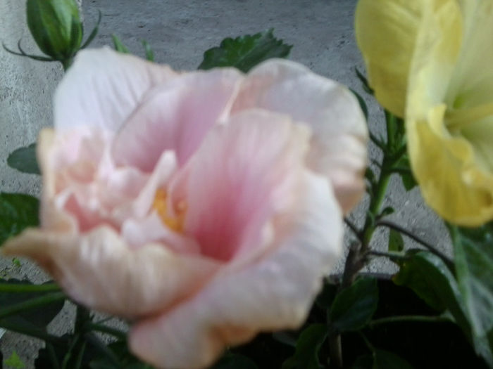 Fotografie5661 - classic pink