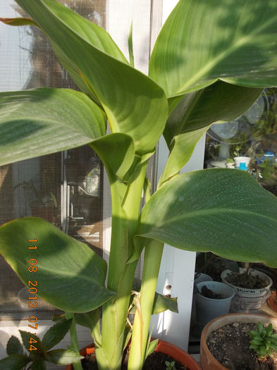 12 august 2013-flori 132 - canna indica