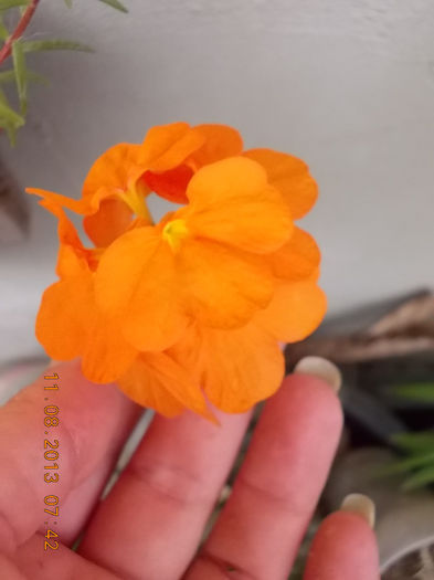 12 august 2013-flori 119 - crossandra