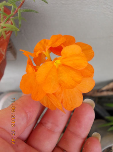 12 august 2013-flori 120 - crossandra