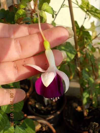12 august 2013-flori 081 - fuchsia