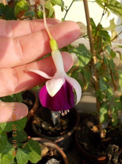 12 august 2013-flori 082 - fuchsia