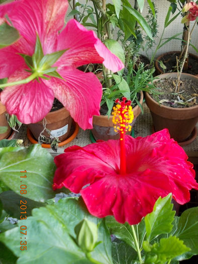 12 august 2013-flori 055 - hibiscus -1