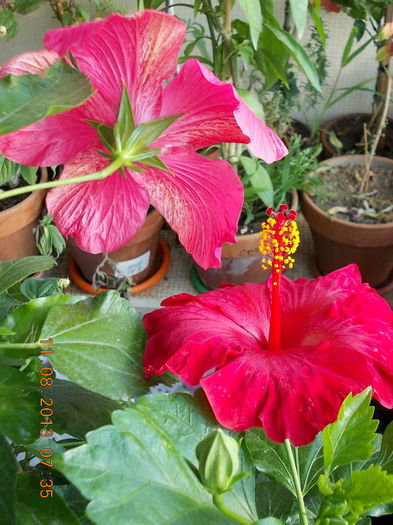ciclam simplu+rosu mama - hibiscus -1