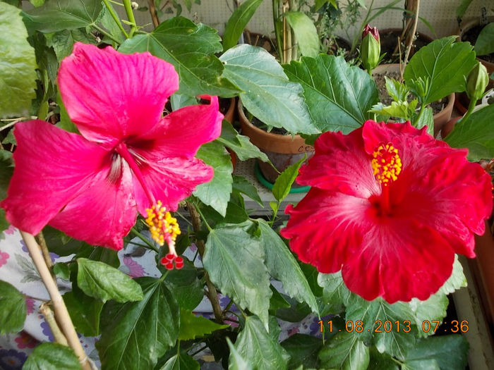 12 august 2013-flori 058 - hibiscus -1