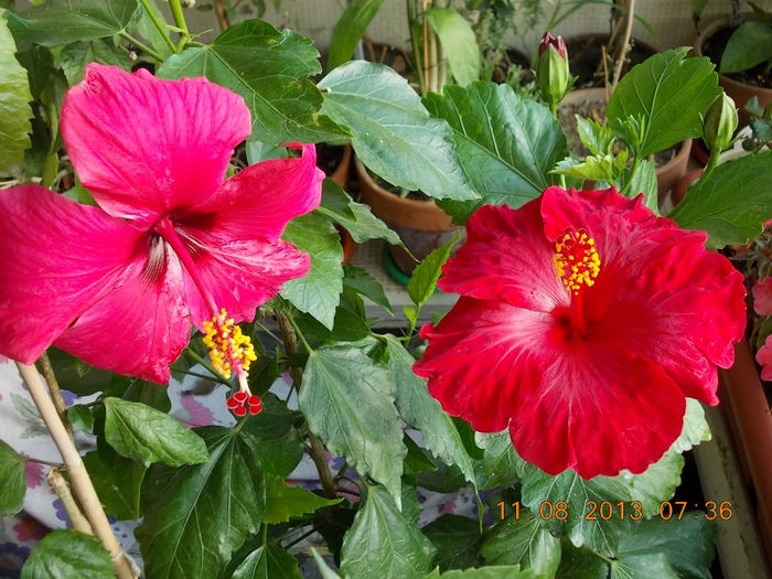 ciclam simplu+rosu mama - hibiscus -1