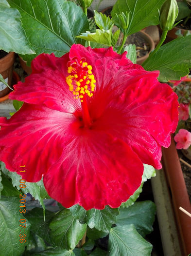 12 august 2013-flori 061 - hibiscus -1