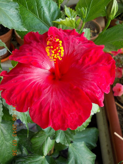 hibi rosu mama-Helene - hibiscus -1