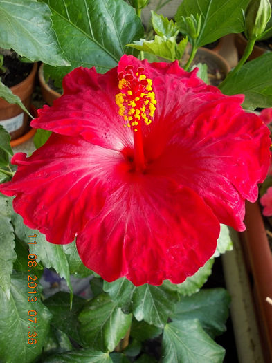 12 august 2013-flori 063 - hibiscus -1