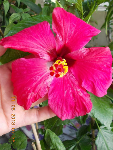 12 august 2013-flori 064 - hibiscus -1