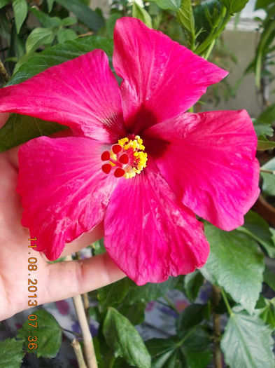 hibi ciclam simplu - hibiscus -1