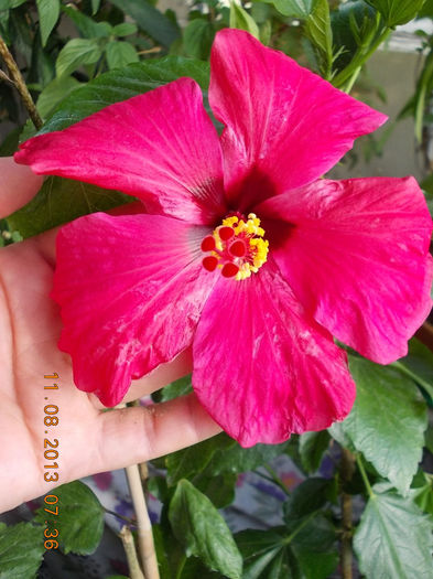 12 august 2013-flori 066 - hibiscus -1