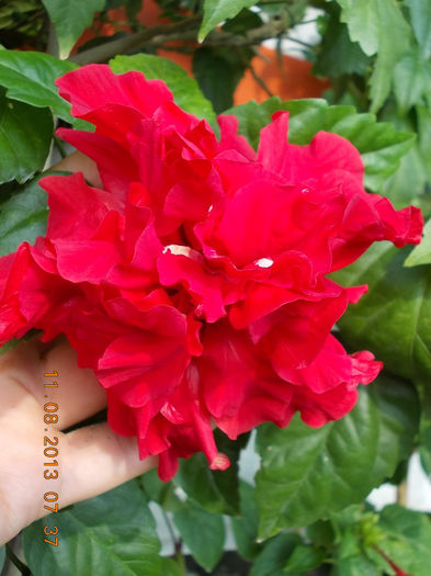 hibi rosu batut - hibiscus -1