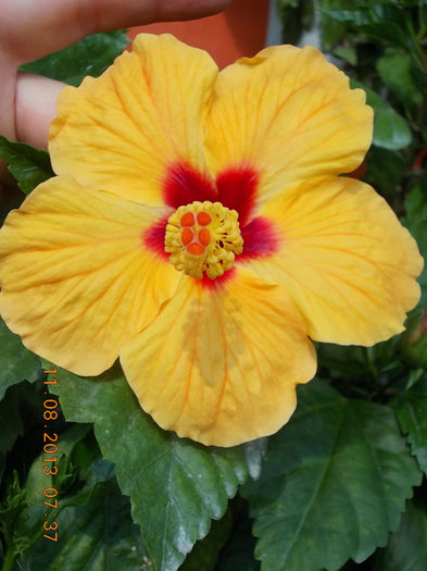 12 august 2013-flori 071 - hibiscus -1