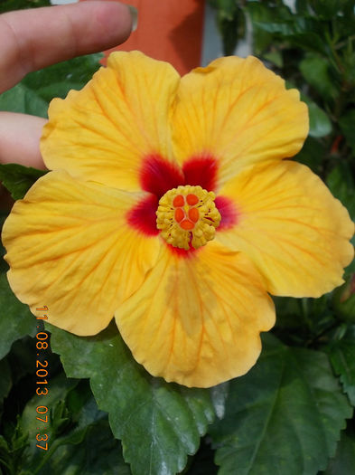 12 august 2013-flori 073 - hibiscus -1