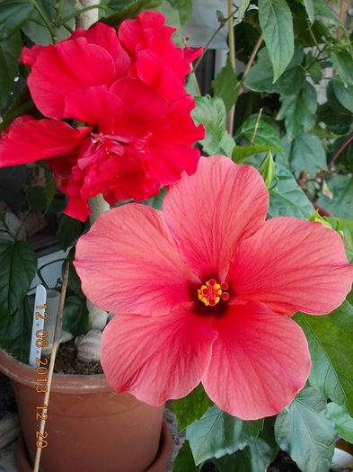 12 august 2013-flori 198 - hibiscus -1