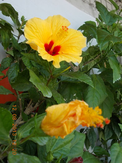 12 august 2013-flori 201 - hibiscus -1