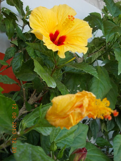 hibi port cu ochi rosu(athene) - hibiscus -1