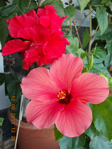 12 august 2013-flori 230 - hibiscus -1