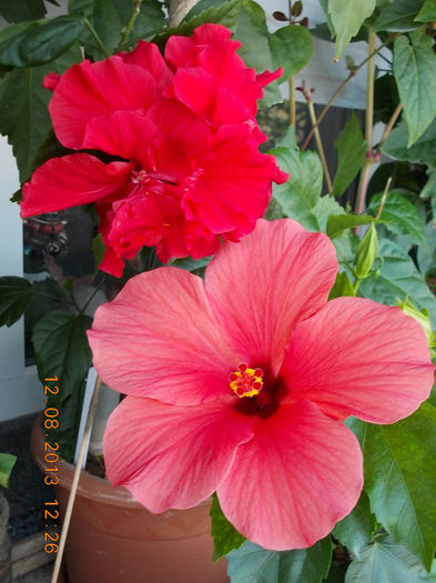 12 august 2013-flori 232 - hibiscus -1