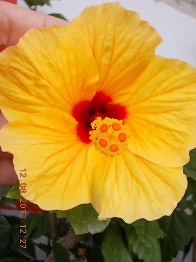 hibi port cu ochi rosu(athene) - hibiscus -1