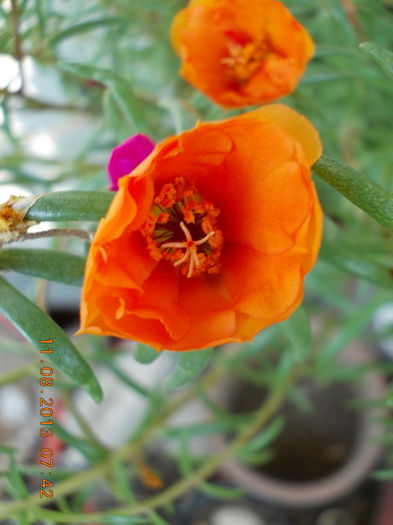 12 august 2013-flori 122