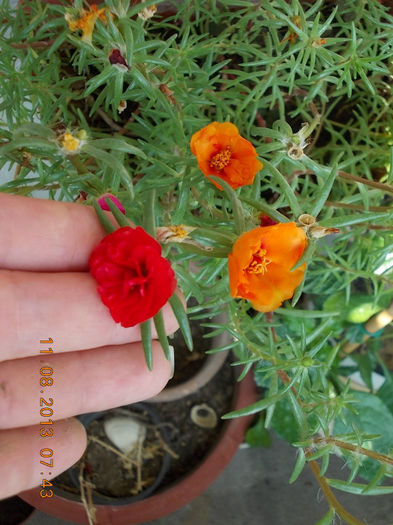 12 august 2013-flori 125