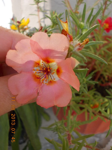 12 august 2013-flori 139