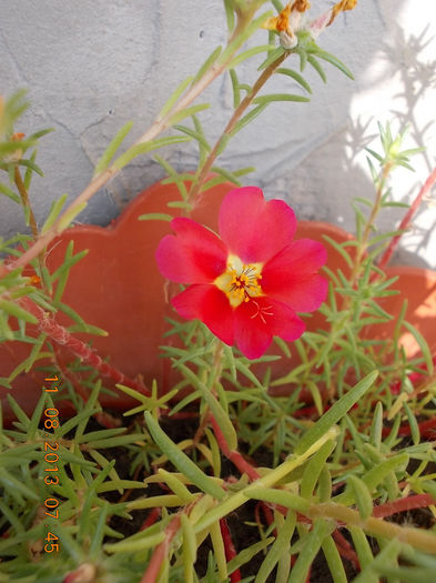 12 august 2013-flori 142