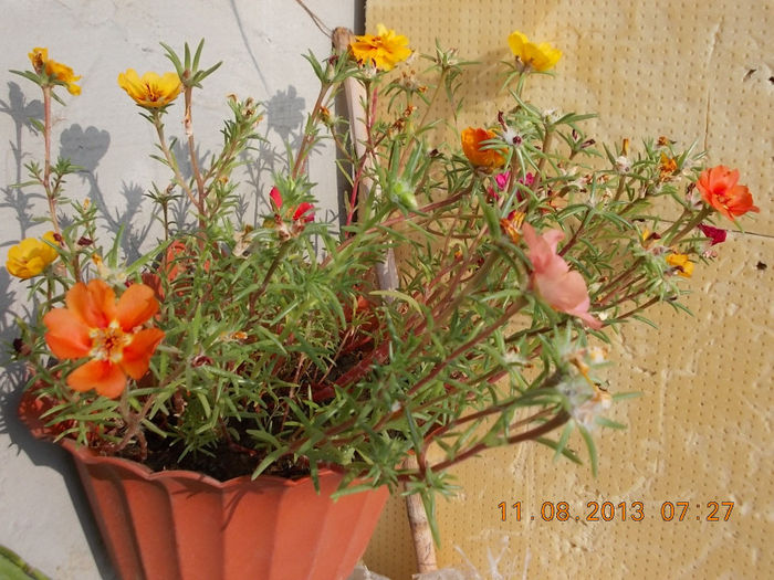 12 august 2013-flori 006