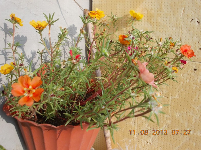 12 august 2013-flori 007
