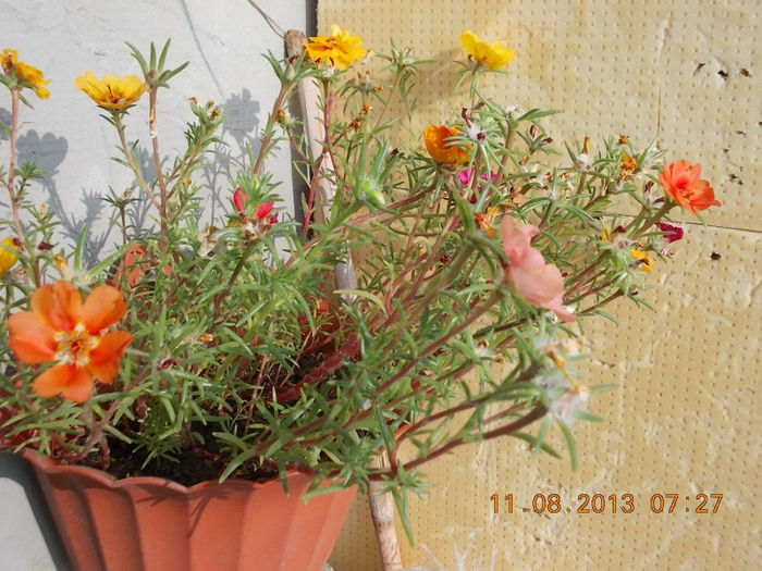 12 august 2013-flori 008