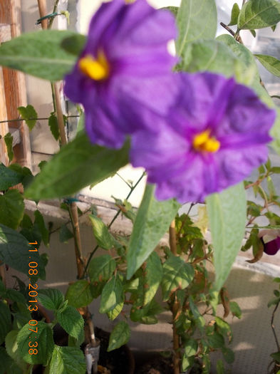 12 august 2013-flori 078 - solanum rantonettii